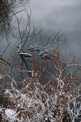 Trees near the river