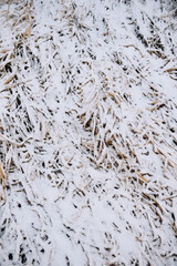 Field in the late autumn