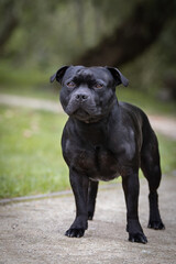 Fototapeta premium staffordshire bull terrier