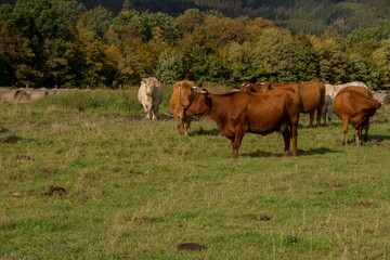 Wypas krów u podnóża Gór Sowich
