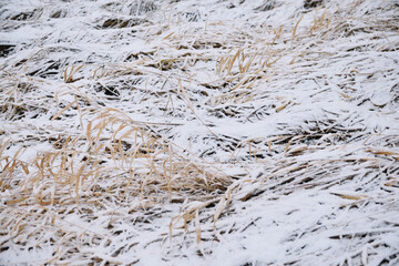 Field in the late autumn
