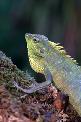 The maned forest lizard on the branch