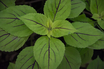 Coleus, Asia plant, Lamiaceae family, Plectranthus Scutellarioides
