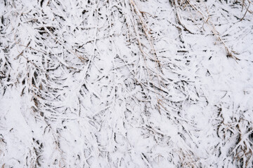 Field in the late autumn