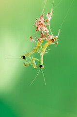 newborn  Insect Mantis religiosa sits on plant
