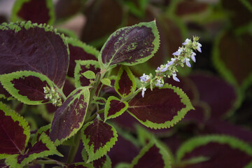 Coleus, Asia plant, Lamiaceae family, Plectranthus Scutellarioides