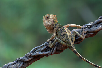 Fototapeta premium Forest dragon ( Gonocephalus chamaeleontinus ) in their habitat