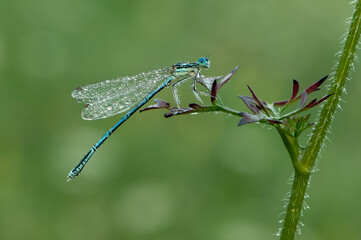 The common blue damselfly in the dew on a blade of grass meets the dawn in a forest glade