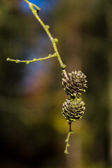 Larch twig with cones