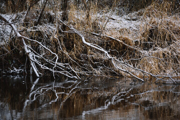 Trees near the river