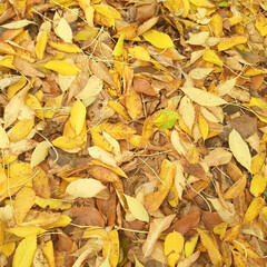 Autumn leaves background for web design