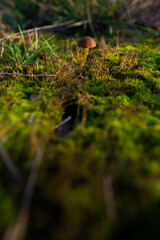 Inedible mushroom on a forest moss