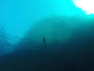 scuba diver