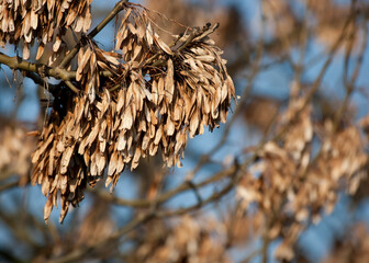 Ash keys in a tree in winter
