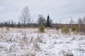 Field in the late autumn
