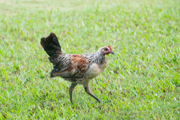 Kauai chicken