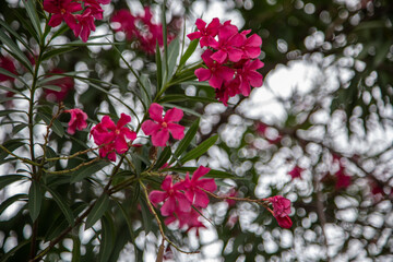 Pink oleander flowers and the thin green leaves