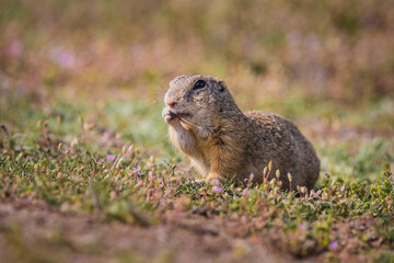 Ground squirrel