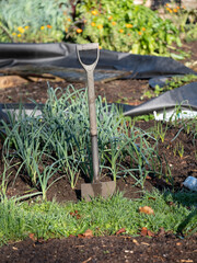 Garden spade standing in the ground at an allotment in Wells, Somerset UK