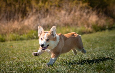 welsh corgi pembroke running in the grass