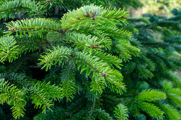 Fototapeta na wymiar Plantation of evergreen nordmann firs, christmas tree growing ourdoor