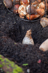 Autumn garden works, planting in ground spring flowers bulbs