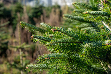 Plantation of evergreen nordmann firs, christmas tree growing ourdoor