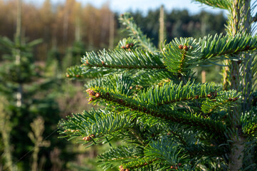 Plantation of evergreen nordmann firs, christmas tree growing ourdoor