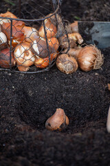 Autumn garden works, planting in ground spring flowers bulbs