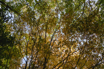 View of the leaves of a tree top, yellow autumn leaves. Beautiful fall colors