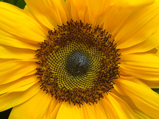 Blooming sunflower flower