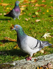 Pigeon in the park. Feral pigeon. Columba livia domestica.