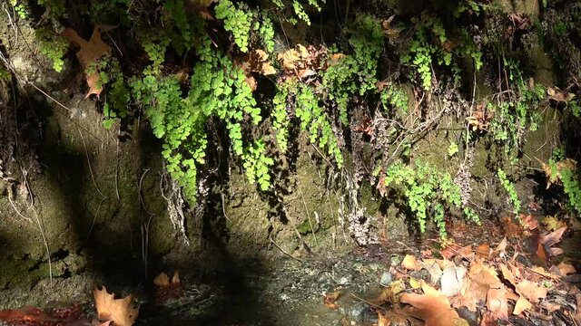 Fethiye, Turkey - 8th of November 2020: 4K Brooklet and wild growing maidenhair fern
