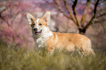 dog on the grass