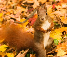Squirrel in the park. Red squirrel. Eurasian red squirrel (Sciurus vulgaris)