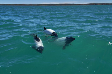 
Black and white Commerson Dolphins swimming in the turquoise water of the atlantic ocean at the coast of patagonia in argentina, showing of their blow hole and dorsal fin and splashing some water