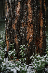 Fototapeta premium Woodpecker work-holes on the pine trunk.