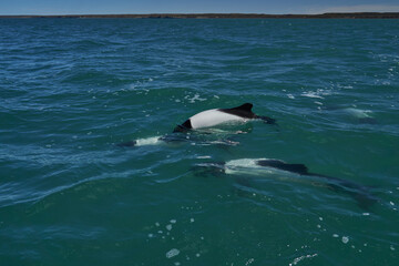 
Black and white Commerson Dolphins swimming in the turquoise water of the atlantic ocean at the coast of patagonia in argentina, showing of their blow hole and dorsal fin and splashing some water