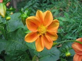 Obraz na płótnie Canvas Close-up shot of a flower.