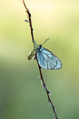Aporia crataegi butterfly on a blade of grass in the early morning in a forest glade
