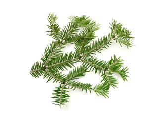 Green spruce branch on white background.