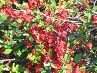 Close-up shot of a flower.