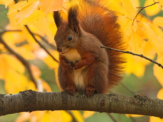 Squirrel in the park. Red squirrel. Eurasian red squirrel (Sciurus vulgaris)