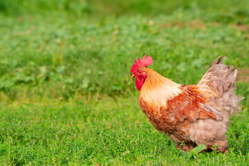 cock on the grass.