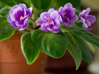 Purple violets with green leaves in a pot blooming on a white background of a window sill on a sunny working day