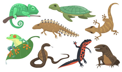 Reptiles and amphibians set. Turtle, lizard, triton, gecko isolated on shite background. Vector illustration for animals, wildlife, rainforest fauna concept