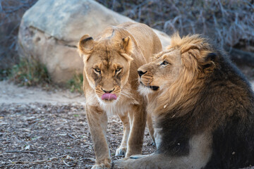 Fototapeta na wymiar Lion