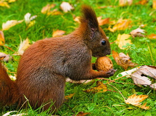 Squirrel in the park. Red squirrel. Eurasian red squirrel (Sciurus vulgaris)
