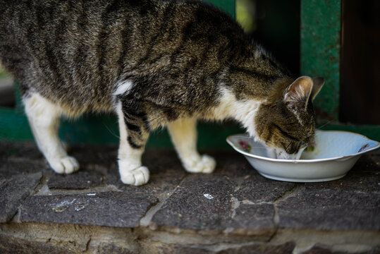 Homeless cat portrait. A beautiful cat with beauty eyes with a plate. Animals are homeless. Small depth of field.