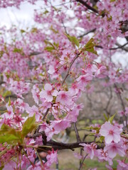 pink cherry blossom